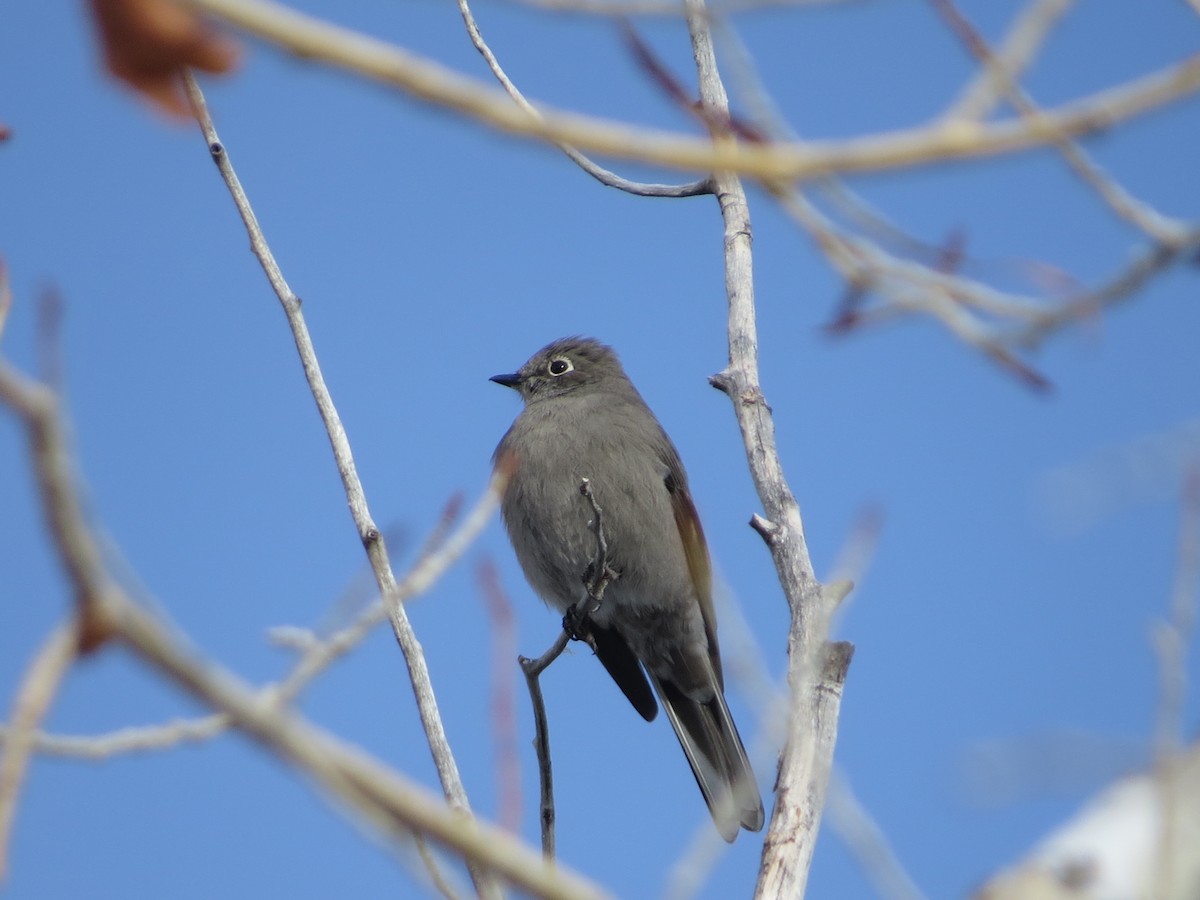 Townsend's Solitaire - ML615065950