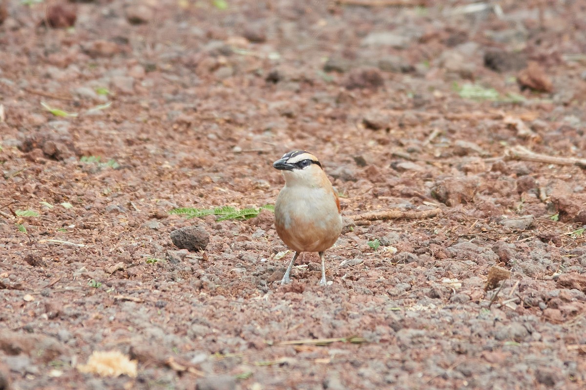 Black-crowned Tchagra - ML615065954