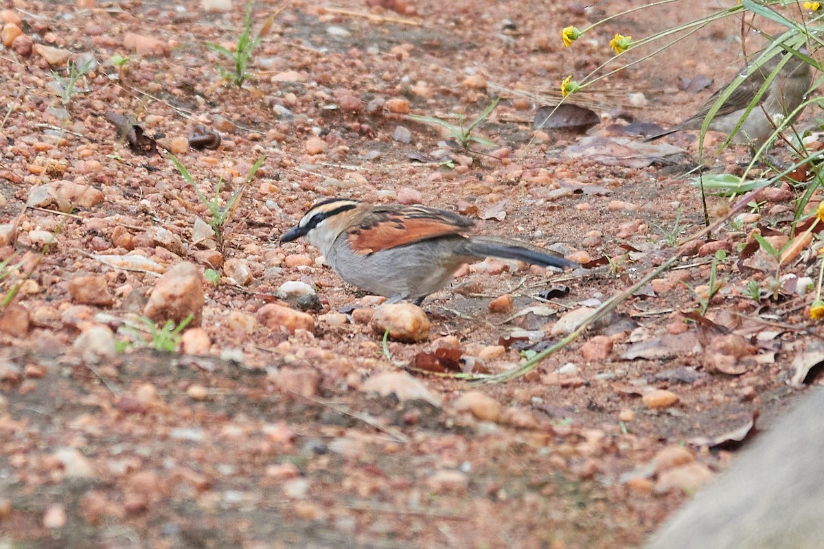 Black-crowned Tchagra - ML615065955