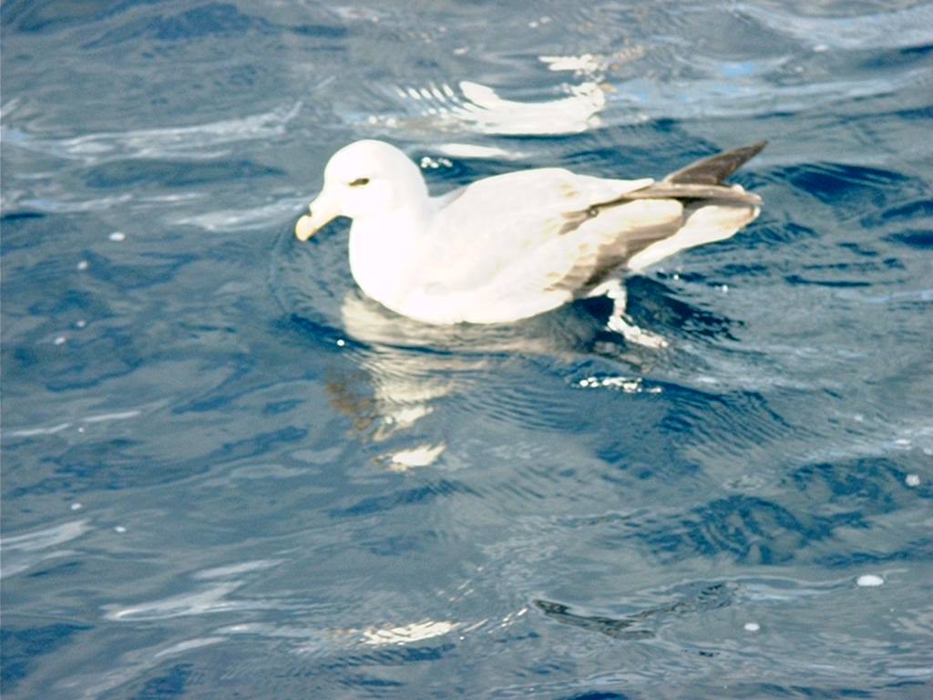 Fulmar boréal - ML615065983