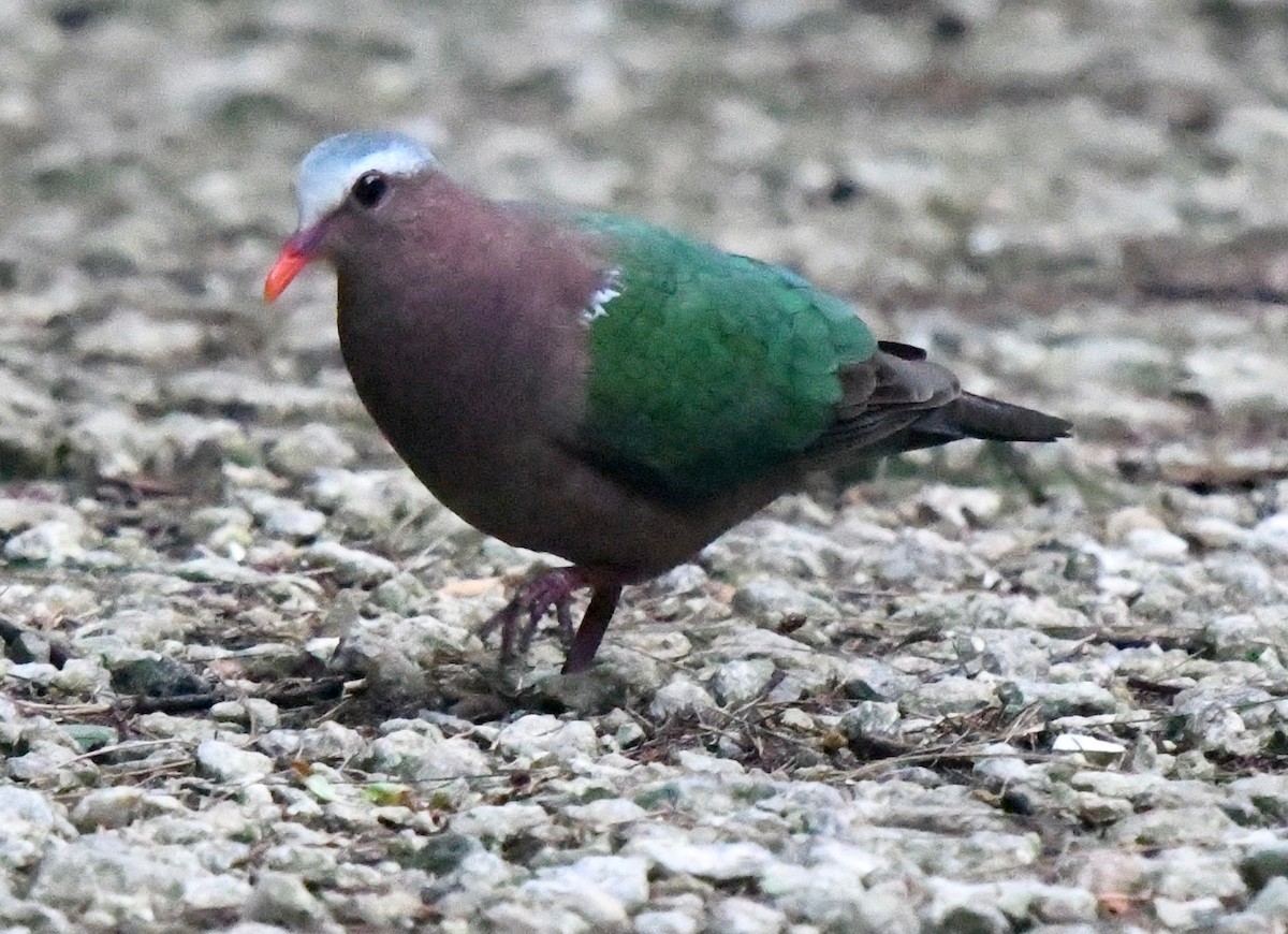 holub zelenokřídlý - ML61506601