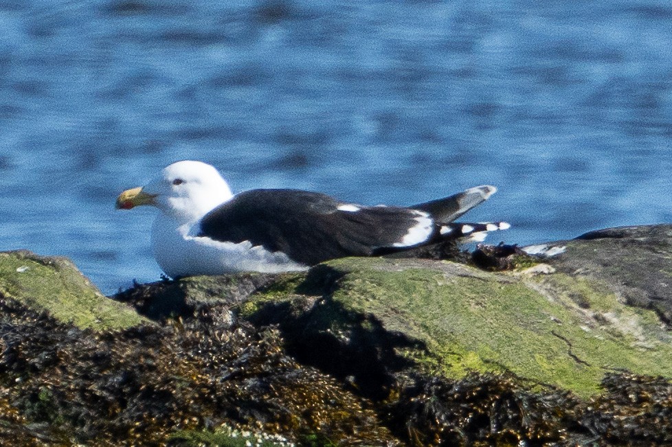 Great Black-backed Gull - Keith Lea