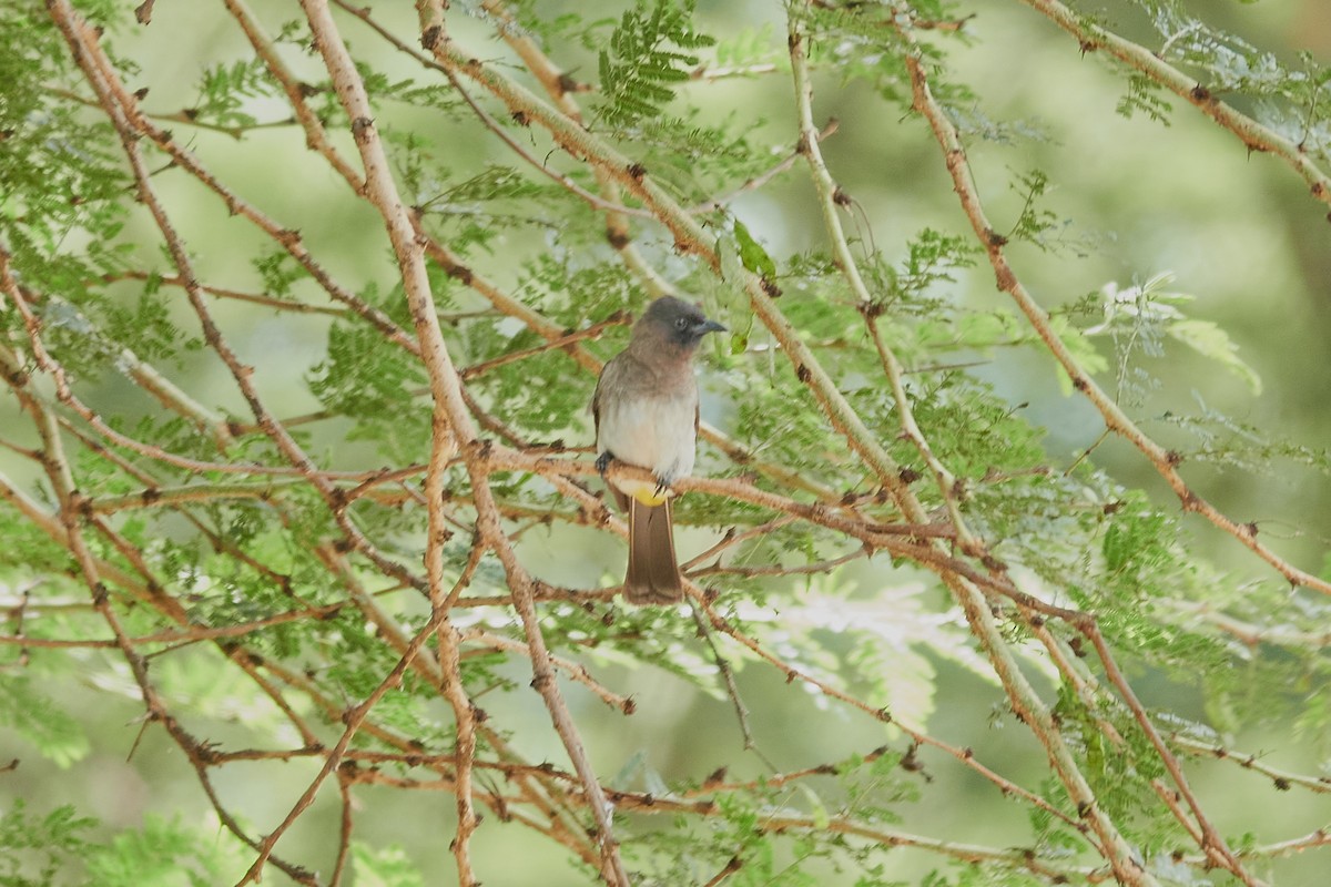 Common Bulbul - ML615066019