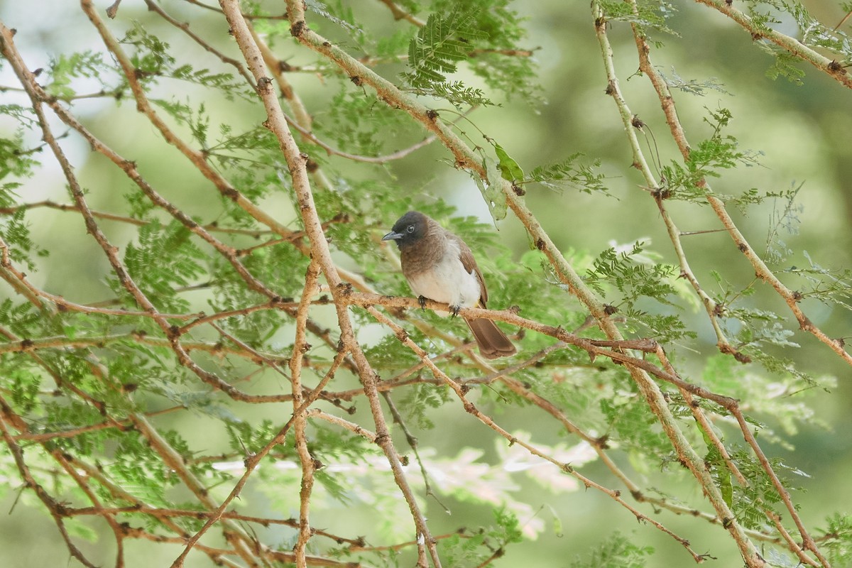 Common Bulbul - ML615066020