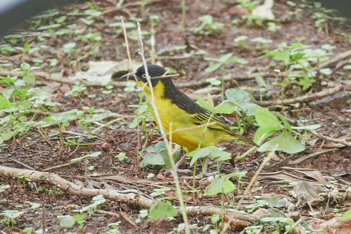 Baglafecht Weaver - Anonymous