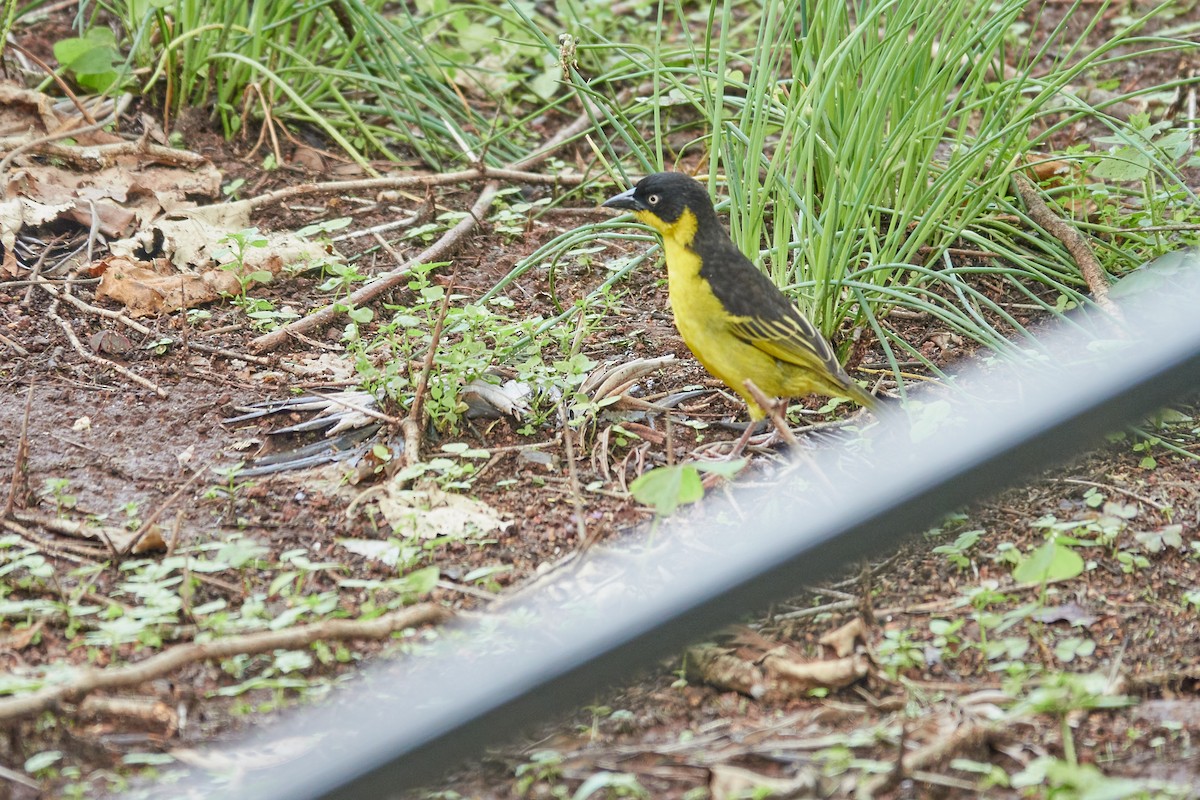 Baglafecht Weaver - Anonymous