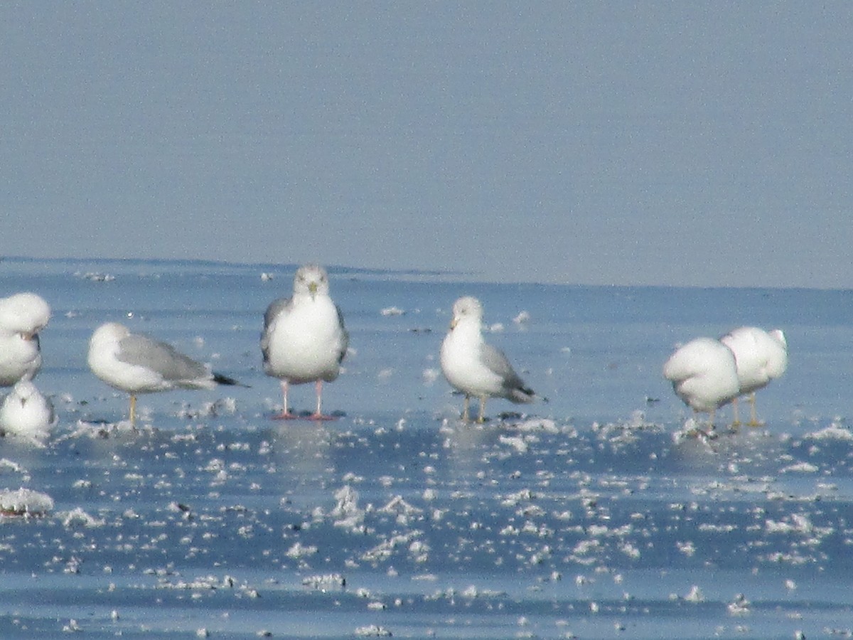 Herring Gull - ML615066041