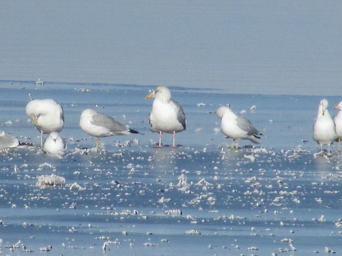 Herring Gull - ML615066049