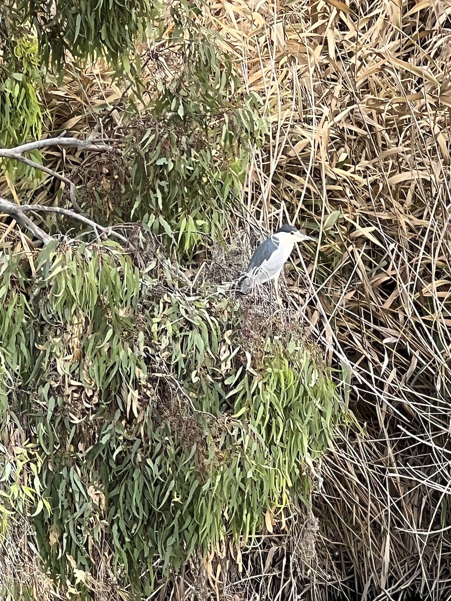 Black-crowned Night Heron - ML615066072