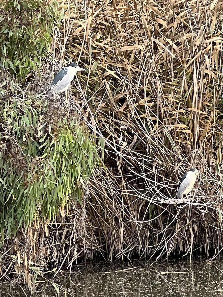 Black-crowned Night Heron - ML615066073