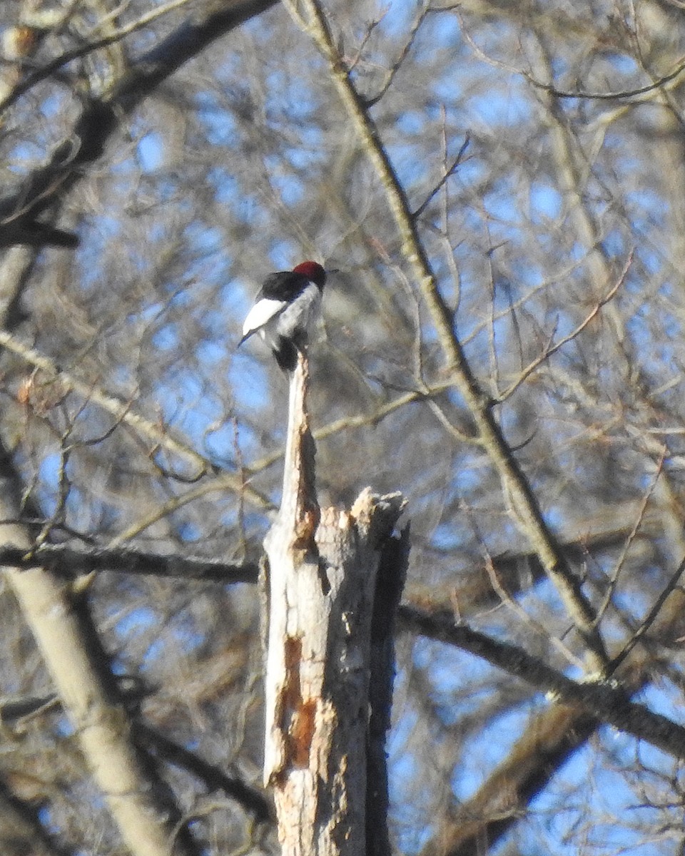 Red-headed Woodpecker - ML615066095