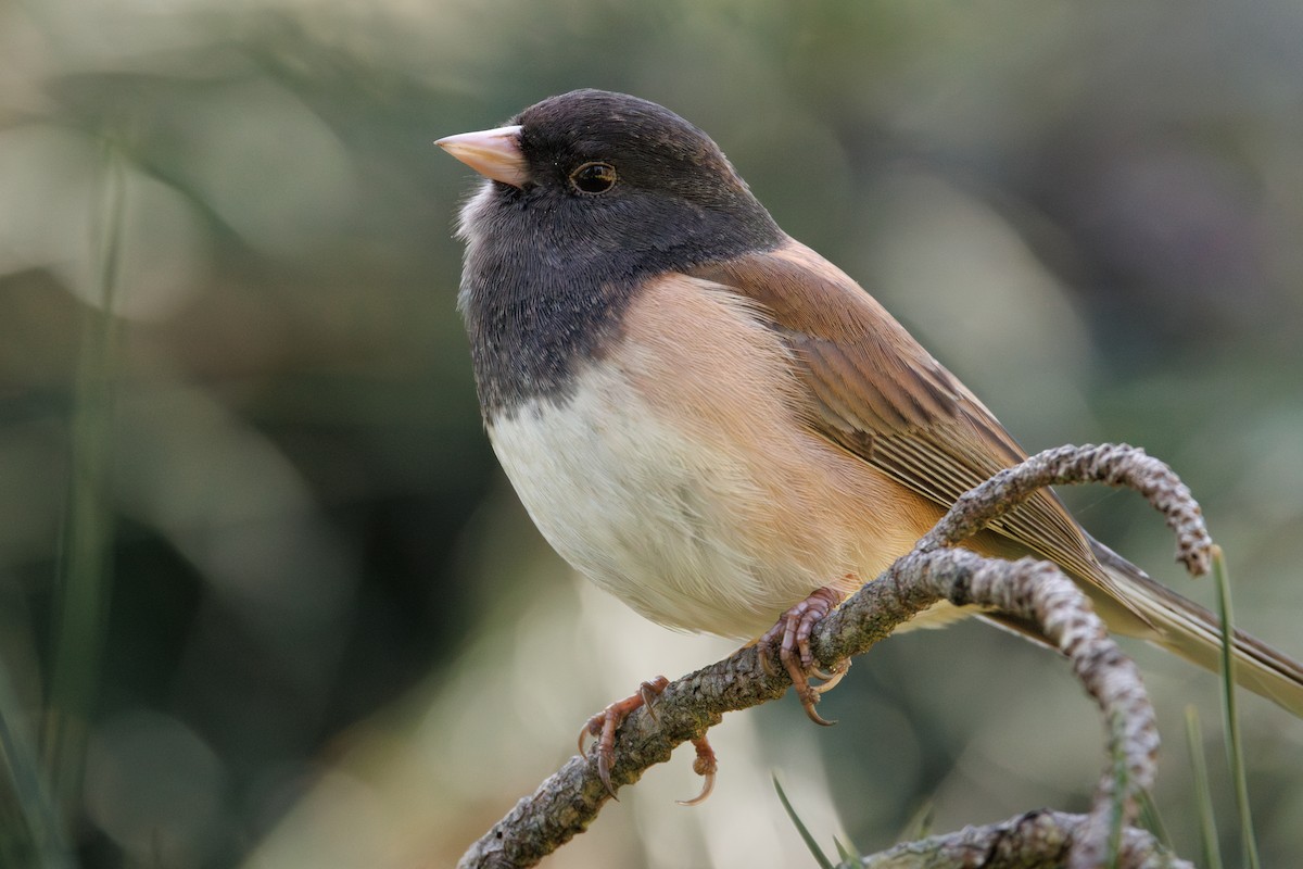 Dark-eyed Junco (Oregon) - ML615066103