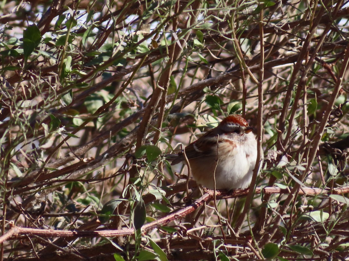 American Tree Sparrow - ML615066123