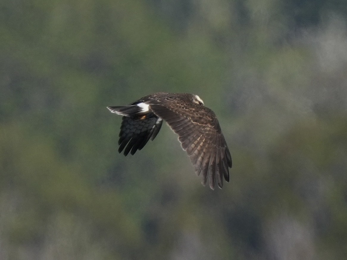 Snail Kite - ML615066125