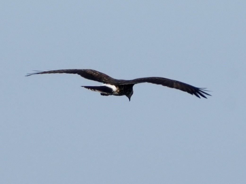 Snail Kite - ML615066126