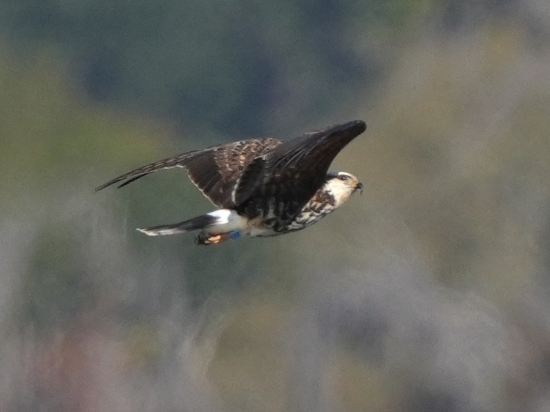 Snail Kite - ML615066127