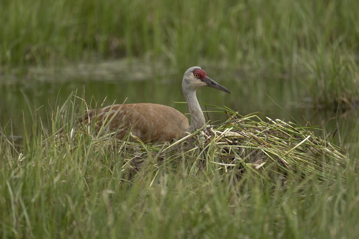 Sandhill Crane - ML615066156