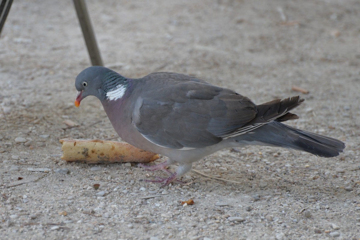 Common Wood-Pigeon - Licinio Garrido Hoyos