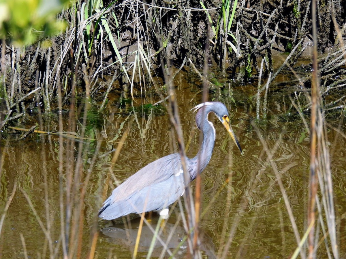 Tricolored Heron - ML615066204