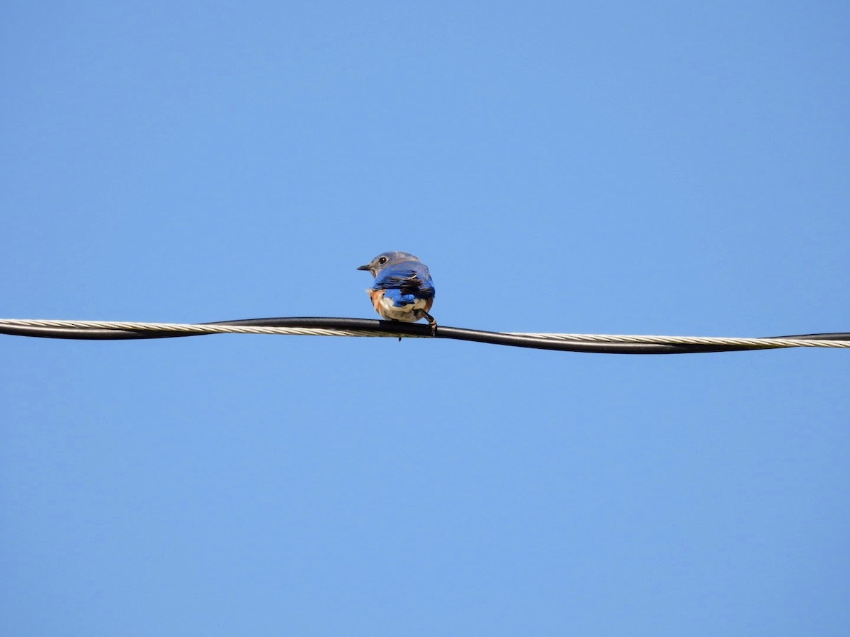 Eastern Bluebird - ML615066242