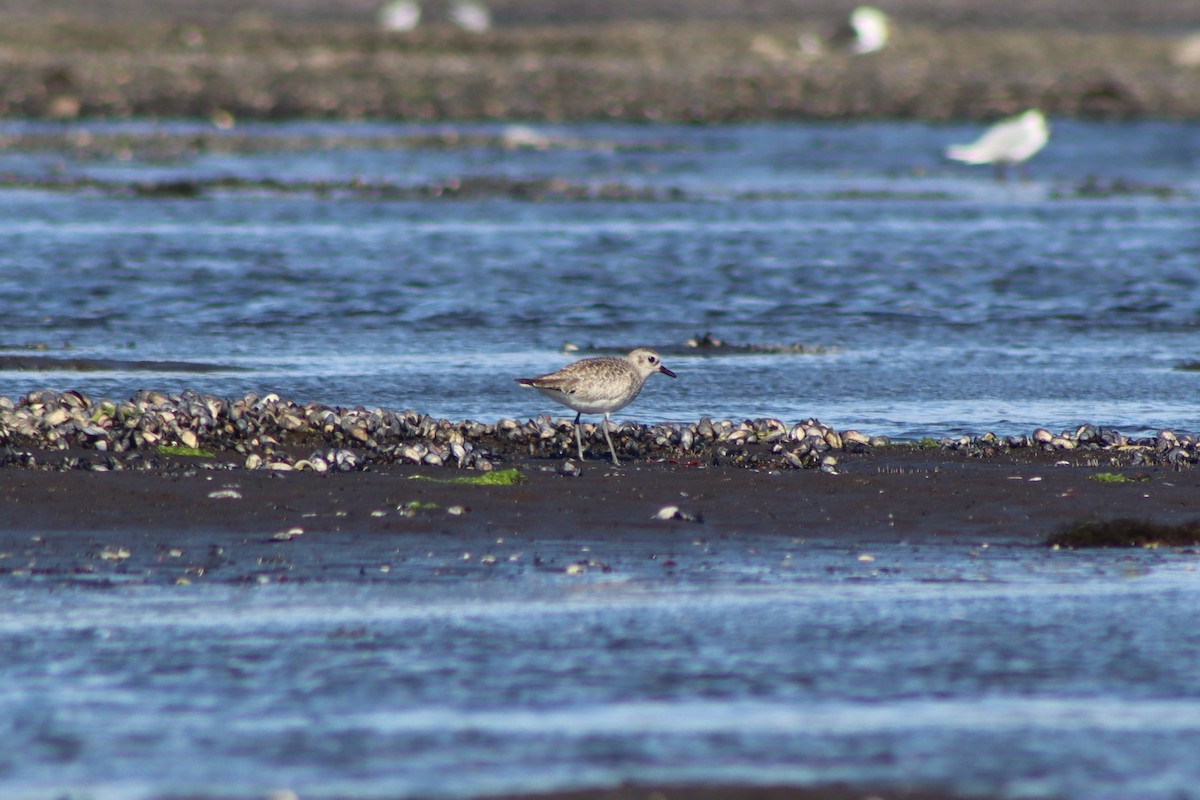 Black-bellied Plover - ML615066263