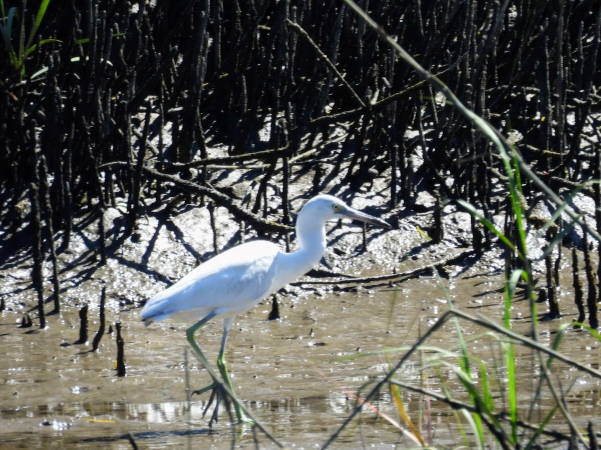 Aigrette bleue - ML615066273