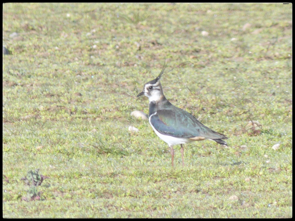 Northern Lapwing - ML615066300