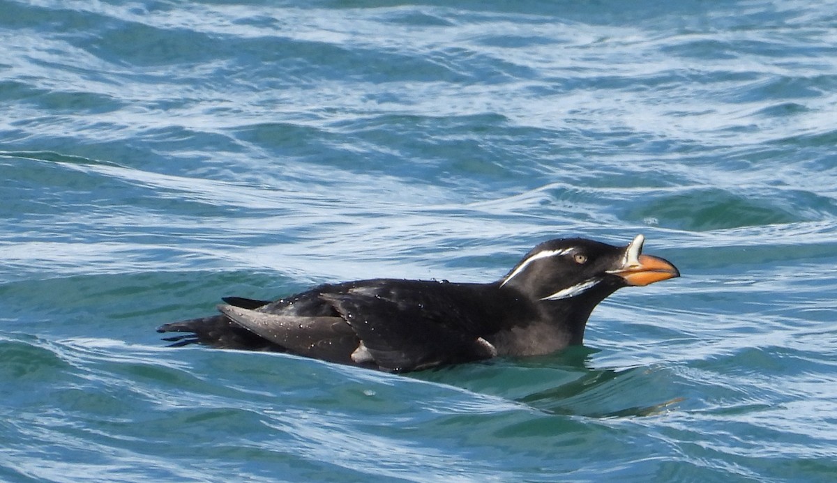 Rhinoceros Auklet - The Birdman