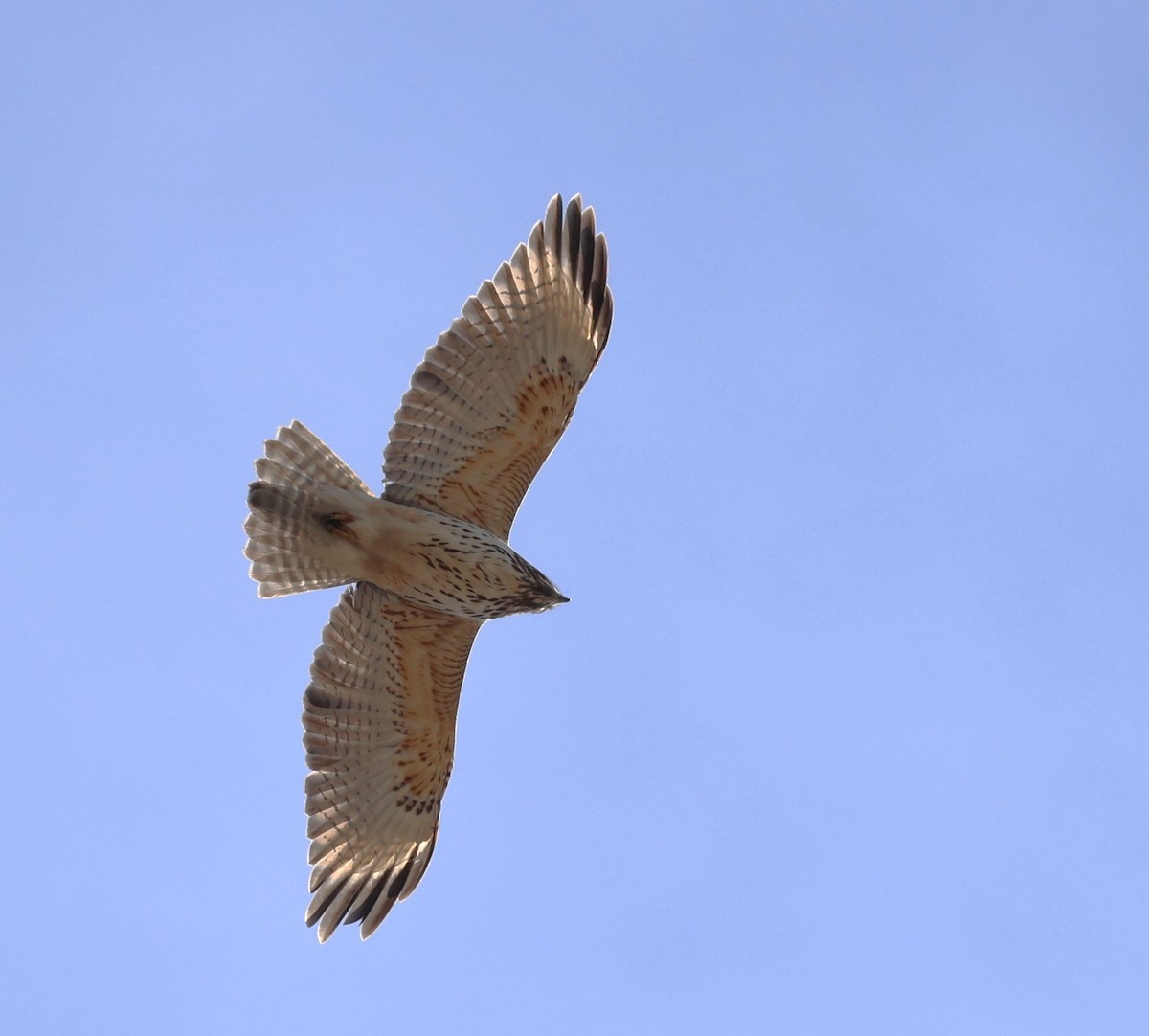 Red-shouldered Hawk - ML615066306