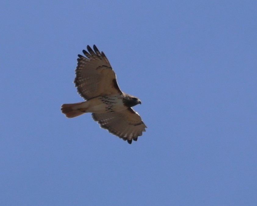 Red-tailed Hawk - ML615066314