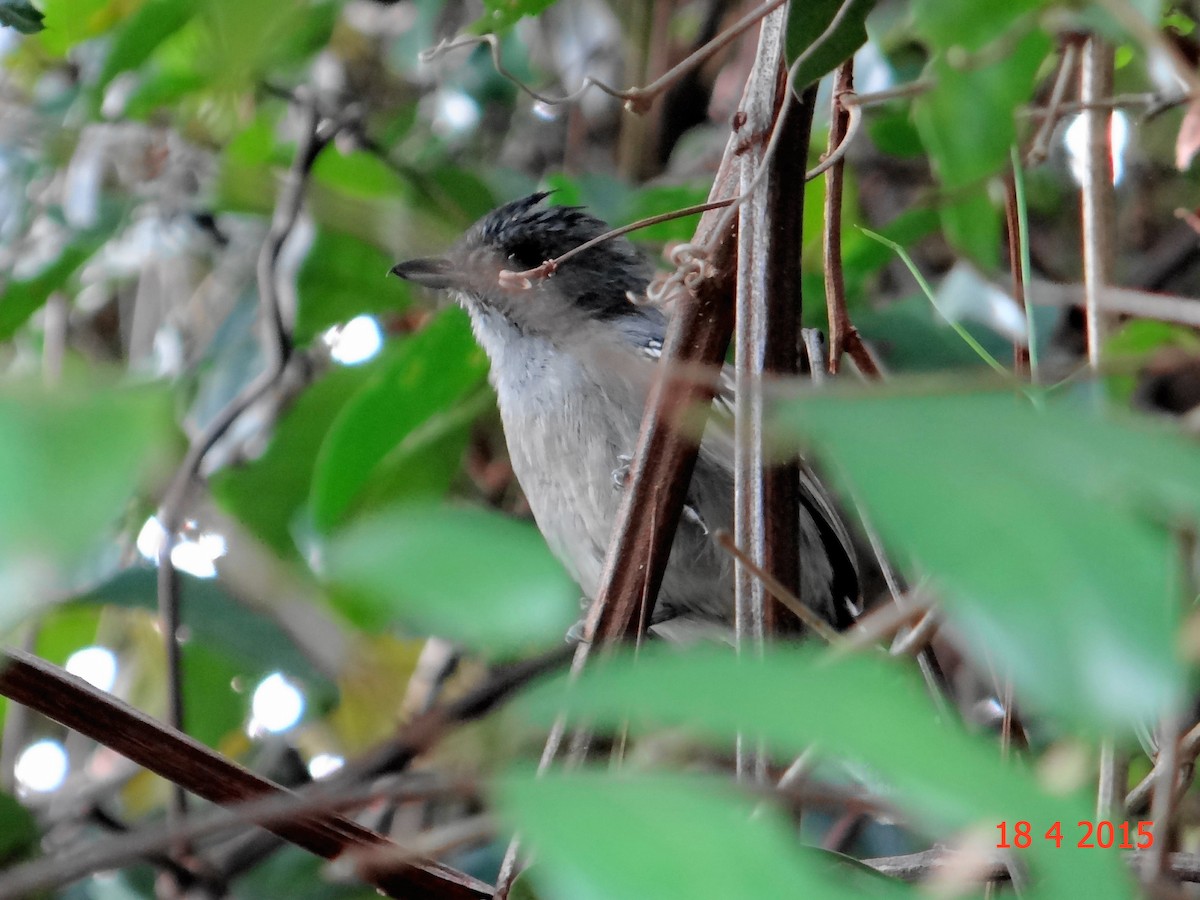 Sooretama Slaty-Antshrike - Gabriel Bonfa