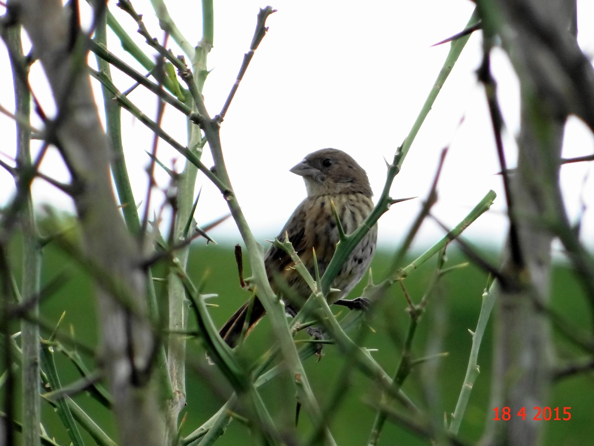 Blue-black Grassquit - Gabriel Bonfa