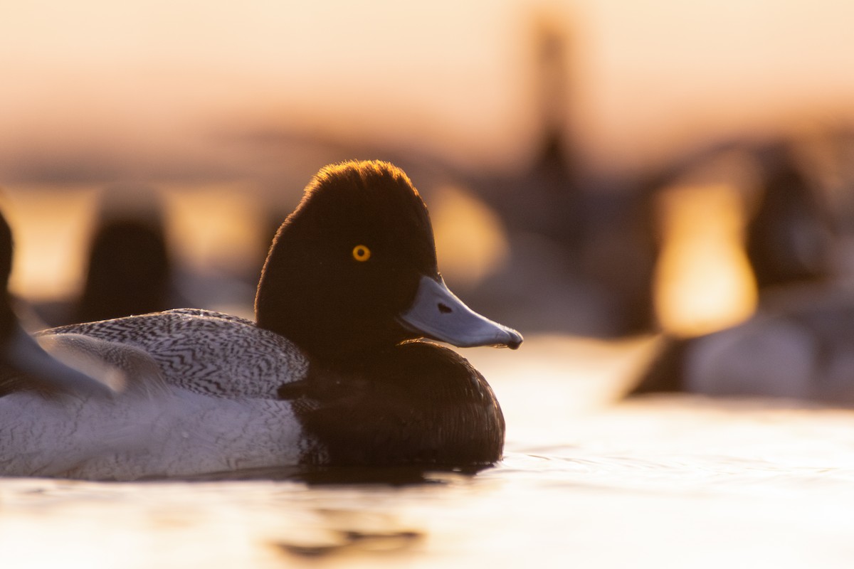 Lesser Scaup - ML615066368