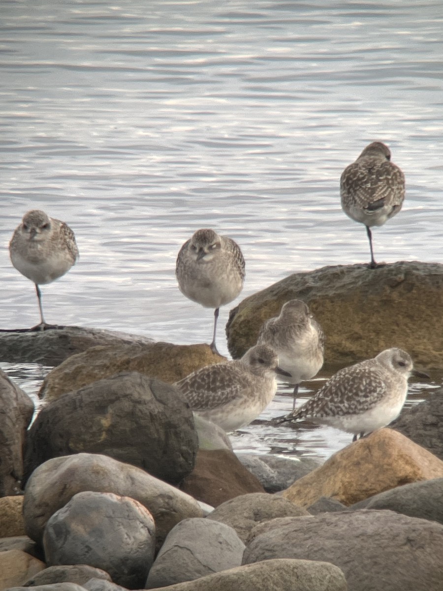 Black-bellied Plover - Richard Helmer