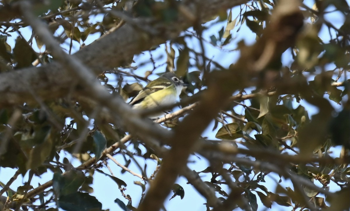 Blue-headed Vireo - C Gross