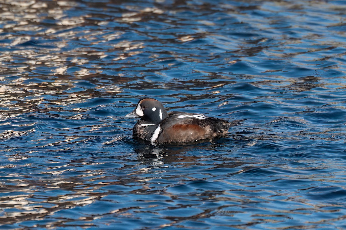 Pato Arlequín - ML615066485