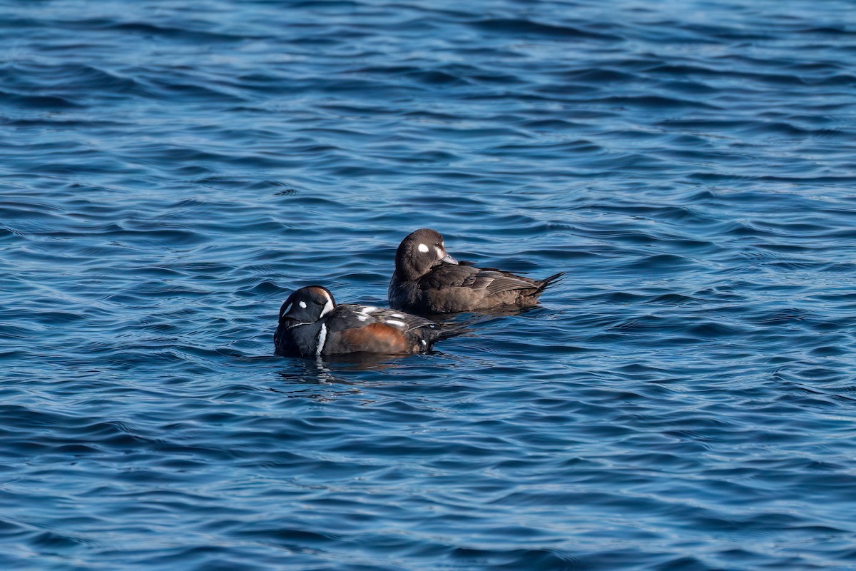 Harlequin Duck - Linnet Tse