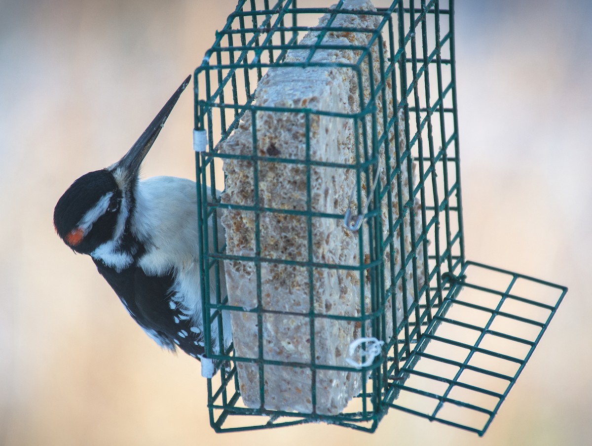 Hairy Woodpecker - ML615066490