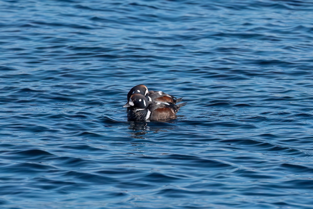 Pato Arlequín - ML615066491