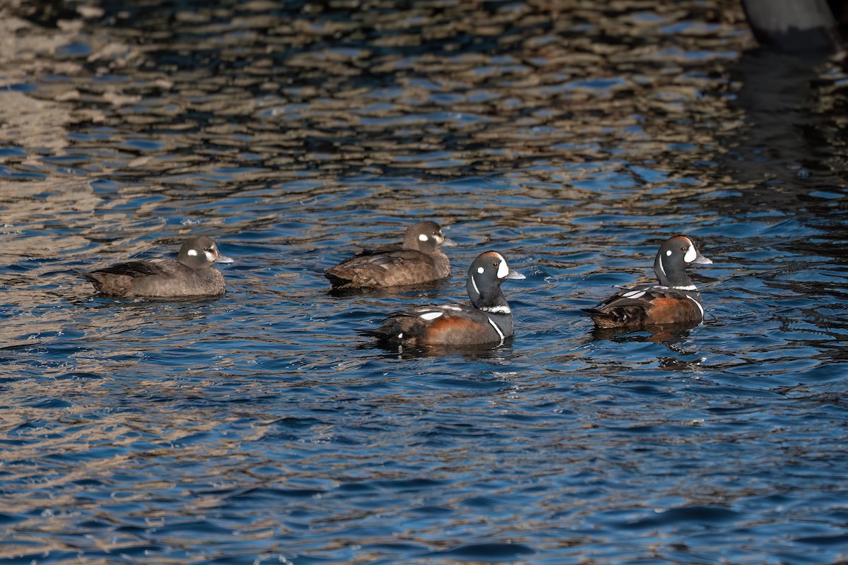 Harlequin Duck - ML615066493