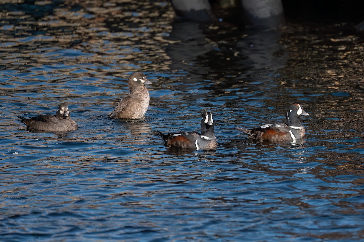 Harlequin Duck - ML615066494