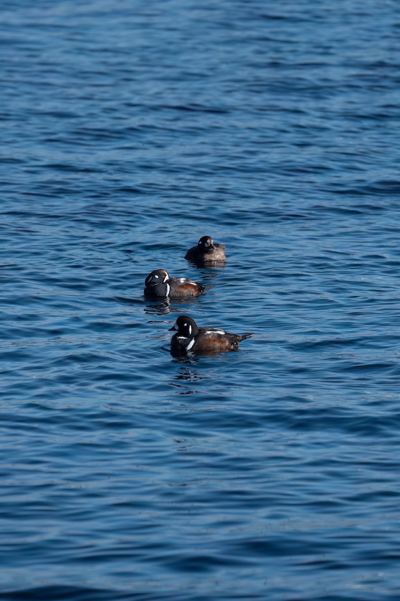 Harlequin Duck - ML615066495