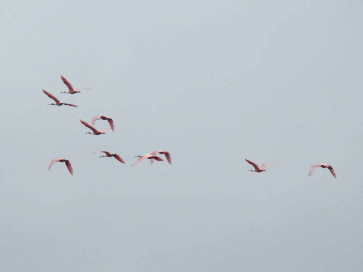 Roseate Spoonbill - ML615066530