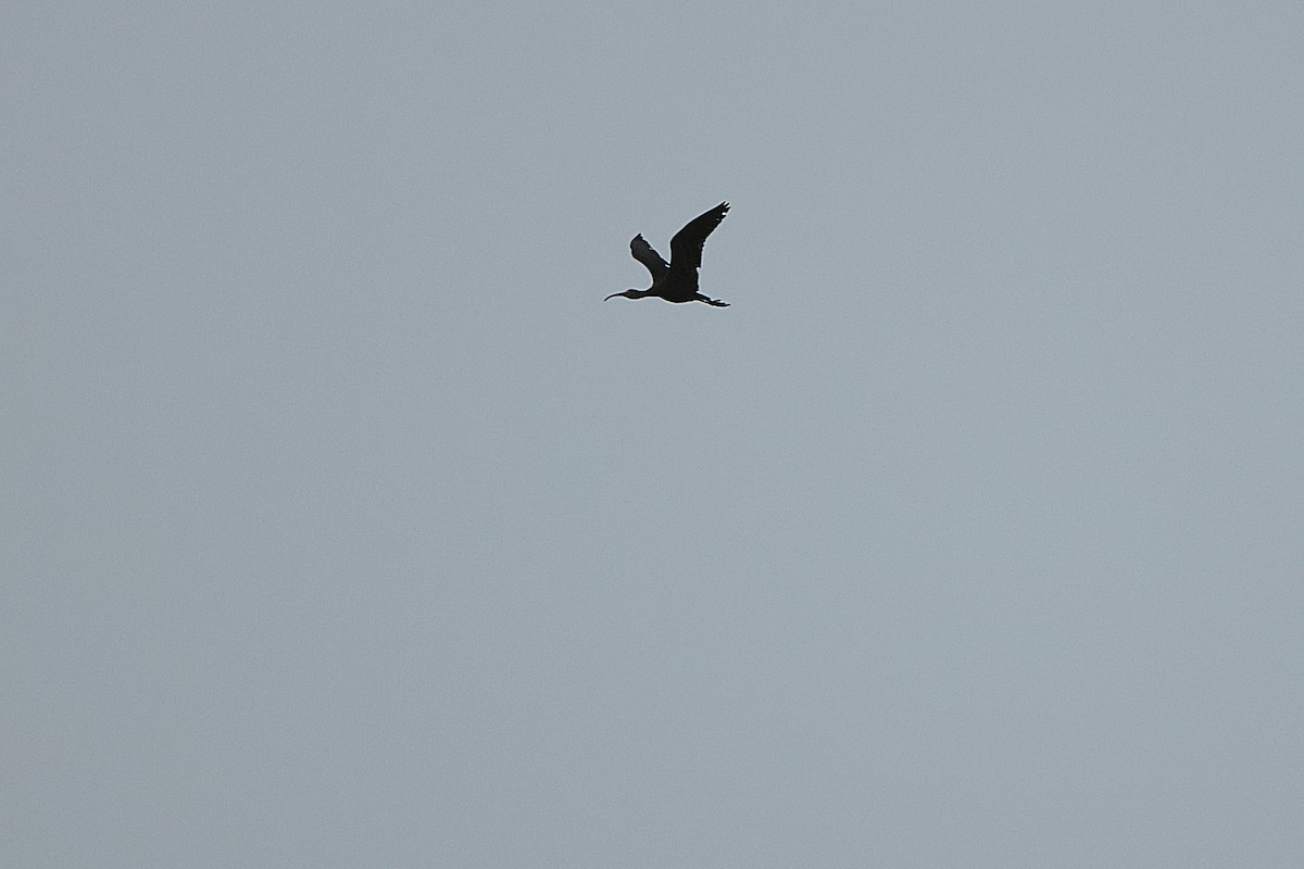 Glossy Ibis - ML615066536