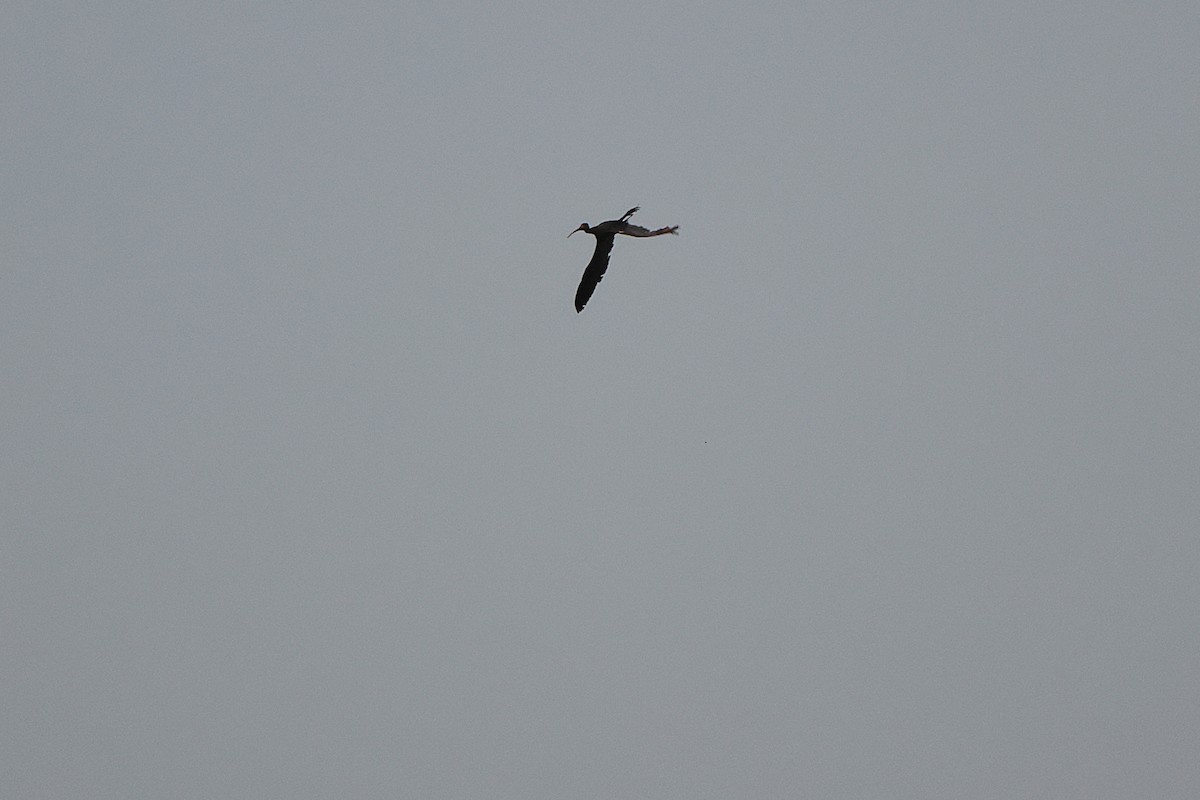 Glossy Ibis - ML615066537