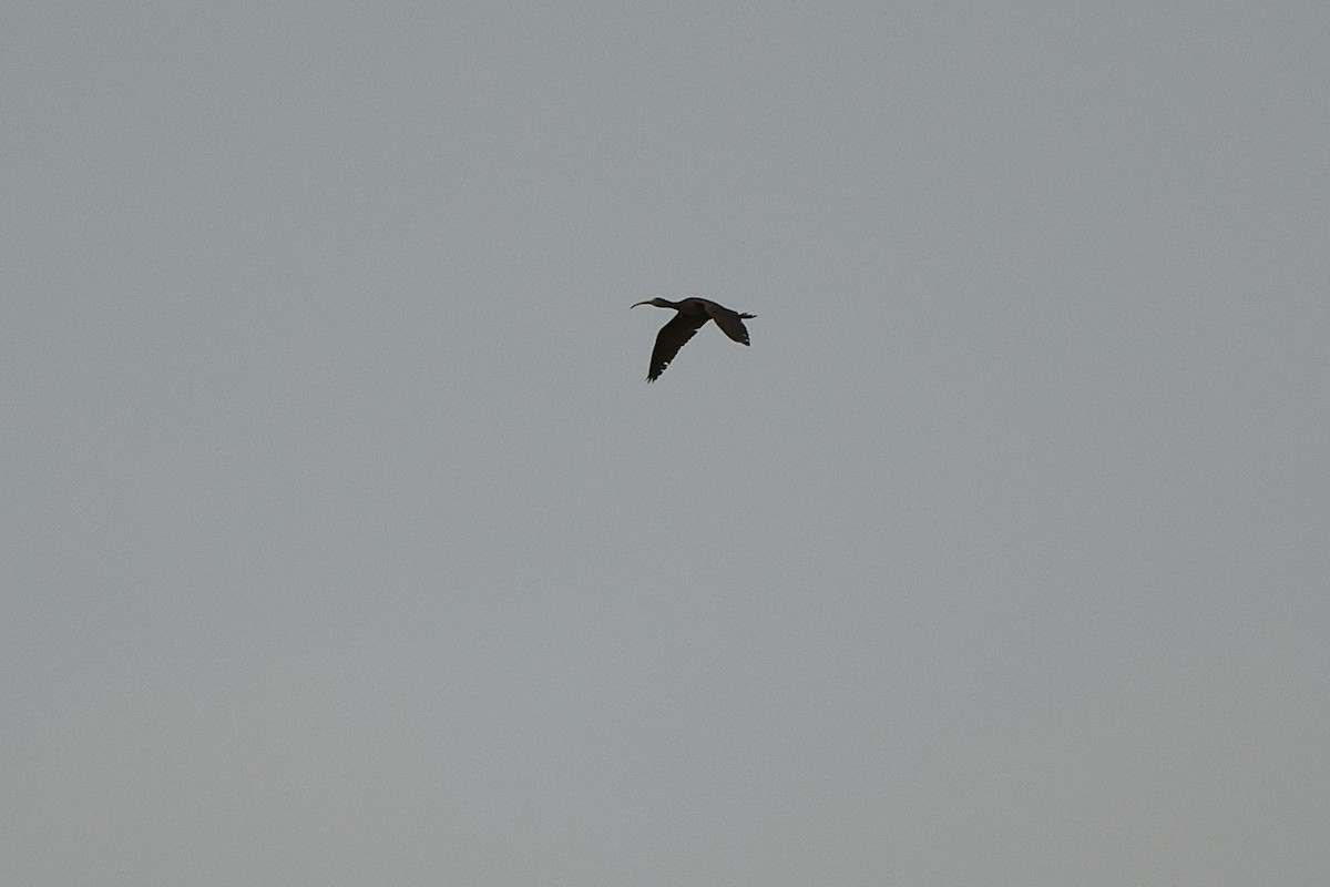 ibis hnědý - ML615066538