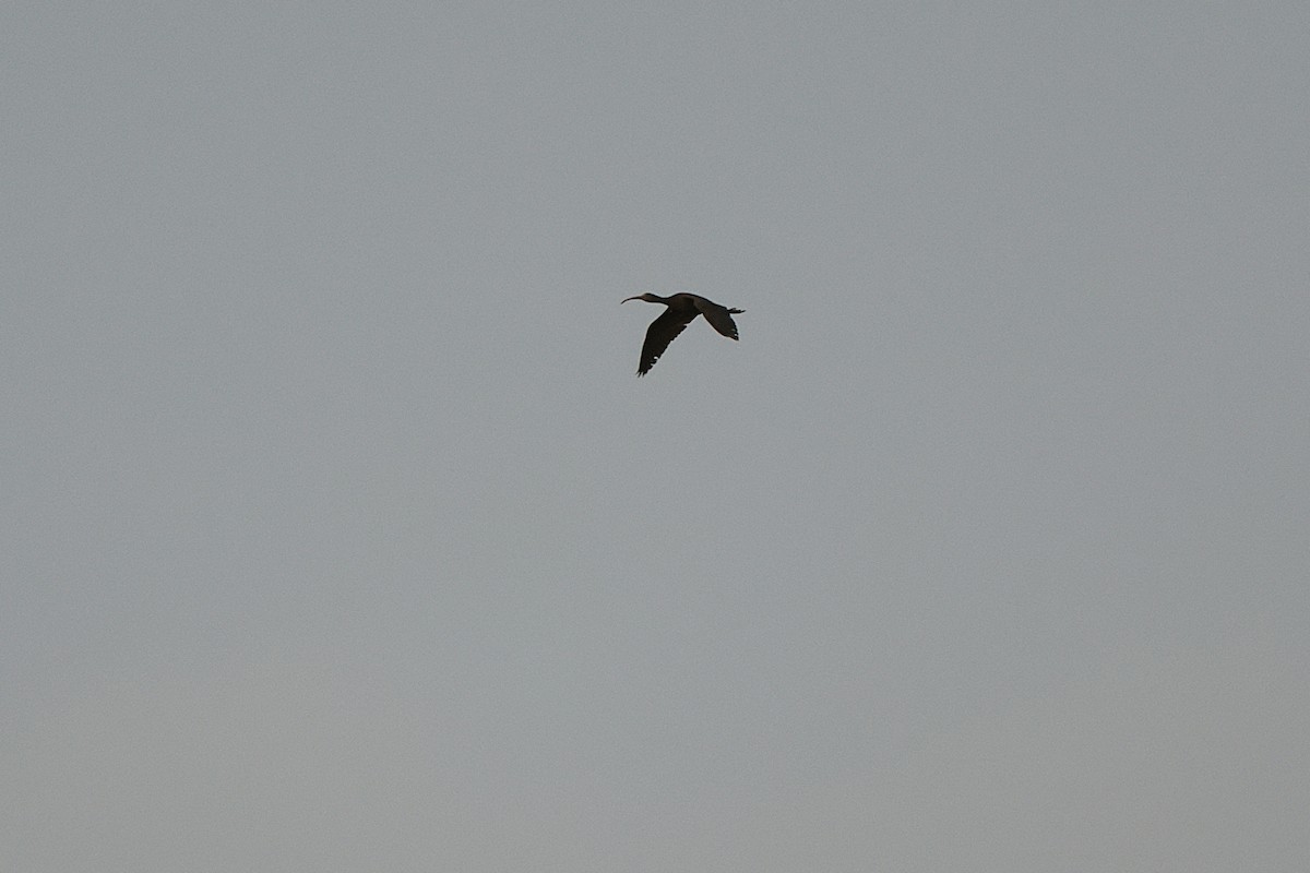 Glossy Ibis - ML615066538