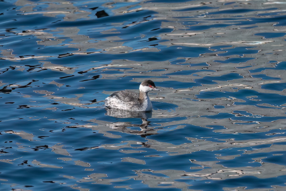 Horned Grebe - ML615066579