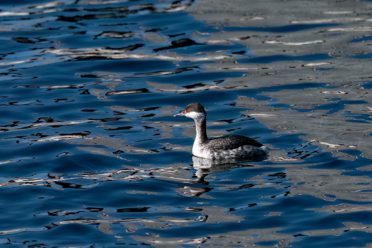 Horned Grebe - ML615066580