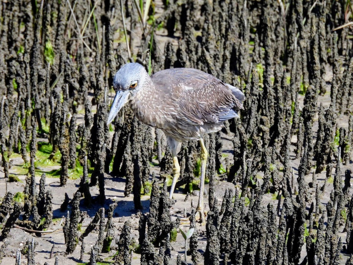 Yellow-crowned Night Heron - ML615066603